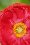 Red Poppy Flower