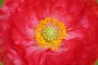 Red Poppy Flower