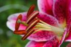 Stargazer Lily 1