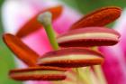 Stargazer Lily 2