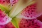 Stargazer Lily 3