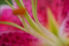 Stargazer Lily 4