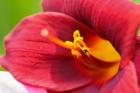 Red Daylily