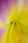 Pink Daylily 2