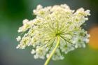 Queen Anne's Lace Flower 1