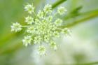 Queen Anne's Lace Flower 2