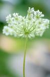 Queen Anne's Lace Flower 3