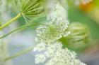 Queen Anne's Lace Flower 4