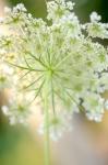 Queen Anne's Lace Flower 5