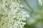 Queen Anne's Lace Flower 6
