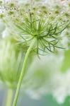 Queen Anne's Lace Flower 7