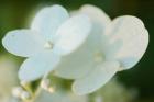 Hydrangea Bloom 1