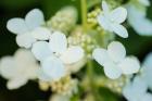 Hydrangea Bloom 2