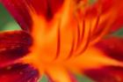 Red Daylily 1