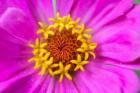 Hot Pink Zinnia Flower