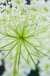 Queen Anne's Lace Flower 1