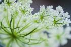 Queen Anne's Lace Flower 2