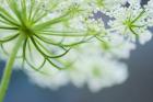 Queen Anne's Lace Flower 3