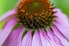 Pink Coneflower