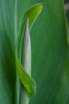 Canna Leaf Bud