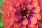 Zinnia Blossom 1