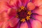 Zinnia Blossom 2