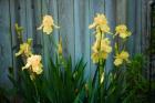 Yellow Bearded Iris And Rustic Wood Fence