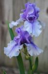 Lavender Iris 2