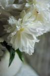 White Peonies In Cream Pitcher 1