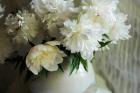 White Peonies In Cream Pitcher 2