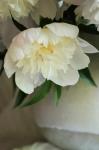 White Peonies In Cream Pitcher 3