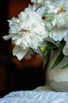 White Peonies In Cream Pitcher 4