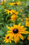 Black-Eyed Susan Flowers