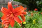 Orange Tiger Lily