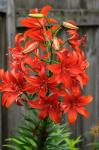 Orange Tiger Lily