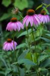 Purple Coneflowers 1