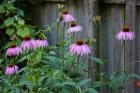 Purple Coneflowers 2