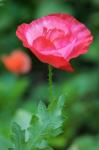 Red Poppy Flower