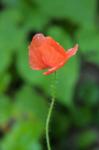 Poppy Flower