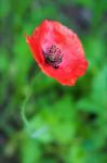 Red Poppy Flower 1