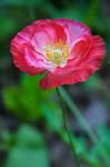 Pink Poppy Flower