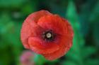 Red Poppy Flower 2