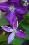 Purple Clematis Flowers 1