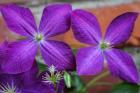 Purple Clematis Flowers 2
