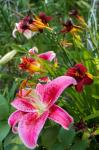 Magenta Stargazer Lily 1