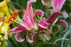 Magenta Stargazer Lily 2