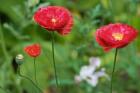 Red Poppy Flowers