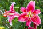 Magenta Stargazer Lily