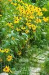 Black-Eyed Susan Flowers 1