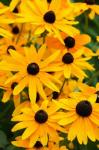 Black-Eyed Susan Flowers 2